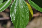 <strong>Urticaceae - Pouzolzia laevigata - (Poir.) Gaudich.</strong><br />© Sarrailh Jean-Michel / CIRAD
