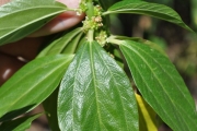 <strong>Urticaceae - Pouzolzia laevigata - (Poir.) Gaudich.</strong><br />© Sarrailh Jean-Michel / CIRAD