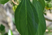<strong>Urticaceae - Pouzolzia laevigata - (Poir.) Gaudich.</strong><br />© Sarrailh Jean-Michel / CIRAD