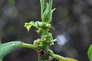 <strong>Urticaceae - Pouzolzia laevigata - (Poir.) Gaudich.</strong><br />© Sarrailh Jean-Michel / CIRAD