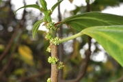 <strong>Urticaceae - Pouzolzia laevigata - (Poir.) Gaudich.</strong><br />© Sarrailh Jean-Michel / CIRAD