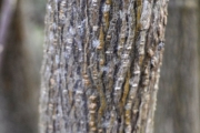 <strong>Urticaceae - Pouzolzia laevigata - (Poir.) Gaudich.</strong><br />© Sarrailh Jean-Michel / CIRAD