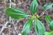 <strong>Urticaceae - Pouzolzia laevigata - (Poir.) Gaudich.</strong><br />© Sarrailh Jean-Michel / CIRAD