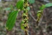 <strong>Urticaceae - Pouzolzia laevigata - (Poir.) Gaudich.</strong><br />© Sarrailh Jean-Michel / CIRAD