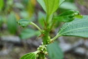 <strong>Urticaceae - Pouzolzia laevigata - (Poir.) Gaudich.</strong><br />© Sarrailh Jean-Michel / CIRAD