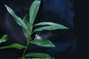 <strong>Rubiaceae - Psathura borbonica - J.F. Gmel.</strong><br />© Sarrailh Jean-Michel / CIRAD