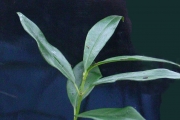 <strong>Rubiaceae - Psathura borbonica - J.F. Gmel.</strong><br />© Sarrailh Jean-Michel / CIRAD
