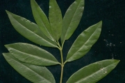 <strong>Rubiaceae - Psathura borbonica - J.F. Gmel.</strong><br />© Sarrailh Jean-Michel / CIRAD