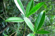 <strong>Rubiaceae - Psathura borbonica - J.F. Gmel.</strong><br />© Sarrailh Jean-Michel / CIRAD