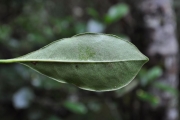 <strong>Rubiaceae - Psathura borbonica - J.F. Gmel.</strong><br />© Sarrailh Jean-Michel / CIRAD
