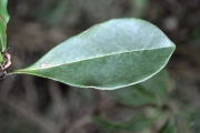 <strong>Rubiaceae - Psathura borbonica - J.F. Gmel.</strong><br />© Sarrailh Jean-Michel / CIRAD