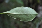 <strong>Rubiaceae - Psathura borbonica - J.F. Gmel.</strong><br />© Sarrailh Jean-Michel / CIRAD
