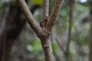 <strong>Rubiaceae - Psathura borbonica - J.F. Gmel.</strong><br />© Sarrailh Jean-Michel / CIRAD