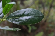 <strong>Rubiaceae - Psathura borbonica - J.F. Gmel.</strong><br />© Sarrailh Jean-Michel / CIRAD