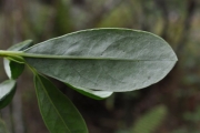 <strong>Rubiaceae - Psathura borbonica - J.F. Gmel.</strong><br />© Sarrailh Jean-Michel / CIRAD