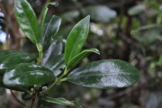 <strong>Rubiaceae - Psathura borbonica - J.F. Gmel.</strong><br />© Sarrailh Jean-Michel / CIRAD