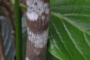<strong>Rubiaceae - Psathura borbonica - J.F. Gmel.</strong><br />© Sarrailh Jean-Michel / CIRAD
