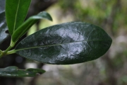 <strong>Rubiaceae - Psathura borbonica - J.F. Gmel.</strong><br />© Sarrailh Jean-Michel / CIRAD