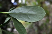 <strong>Rubiaceae - Psathura borbonica - J.F. Gmel.</strong><br />© Sarrailh Jean-Michel / CIRAD