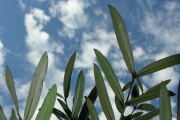 <strong>Rubiaceae - Pyrostria commersonii - J.F.Gmel.</strong><br />© Sarrailh Jean-Michel / CIRAD