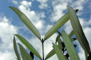 <strong>Rubiaceae - Pyrostria commersonii - J.F.Gmel.</strong><br />© Sarrailh Jean-Michel / CIRAD