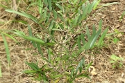 <strong>Rubiaceae - Pyrostria commersonii - J.F.Gmel.</strong><br />© Sarrailh Jean-Michel / CIRAD
