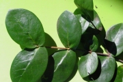 <strong>Rubiaceae - Pyrostria orbicularis - A.Rich. ex DC.</strong><br />© Sarrailh Jean-Michel / CIRAD