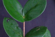 <strong>Rubiaceae - Pyrostria orbicularis - A.Rich. ex DC.</strong><br />© Sarrailh Jean-Michel / CIRAD