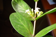 <strong>Rubiaceae - Pyrostria orbicularis - A.Rich. ex DC.</strong><br />© Sarrailh Jean-Michel / CIRAD