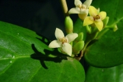 <strong>Rubiaceae - Pyrostria orbicularis - A.Rich. ex DC.</strong><br />© Sarrailh Jean-Michel / CIRAD