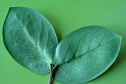 <strong>Rubiaceae - Pyrostria orbicularis - A.Rich. ex DC.</strong><br />© Sarrailh Jean-Michel / CIRAD