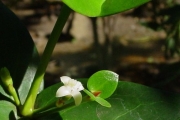<strong>Rubiaceae - Pyrostria orbicularis - A.Rich. ex DC.</strong><br />© Sarrailh Jean-Michel / CIRAD
