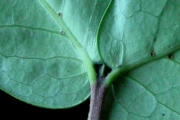 <strong>Rubiaceae - Pyrostria orbicularis - A.Rich. ex DC.</strong><br />© Sarrailh Jean-Michel / CIRAD