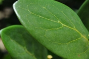<strong>Rubiaceae - Pyrostria orbicularis - A.Rich. ex DC.</strong><br />© Sarrailh Jean-Michel / CIRAD