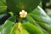 <strong>Rubiaceae - Pyrostria orbicularis - A.Rich. ex DC.</strong><br />© Sarrailh Jean-Michel / CIRAD