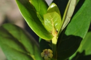 <strong>Rubiaceae - Pyrostria orbicularis - A.Rich. ex DC.</strong><br />© Sarrailh Jean-Michel / CIRAD