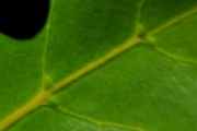 <strong>Rubiaceae - Pyrostria orbicularis - A.Rich. ex DC.</strong><br />© Sarrailh Jean-Michel / CIRAD