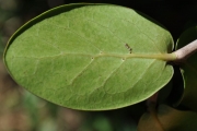 <strong>Rubiaceae - Pyrostria orbicularis - A.Rich. ex DC.</strong><br />© Sarrailh Jean-Michel / CIRAD