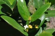 <strong>Rubiaceae - Pyrostria orbicularis - A.Rich. ex DC.</strong><br />© Sarrailh Jean-Michel / CIRAD
