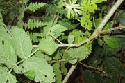 <strong>Rosaceae - Rubus apetalus - Poir.</strong><br />© Le Bourgeois Thomas / CIRAD