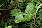 <strong>Rosaceae - Rubus apetalus - Poir.</strong><br />© Le Bourgeois Thomas / CIRAD