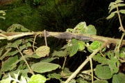 <strong>Rosaceae - Rubus apetalus - Poir.</strong><br />© Le Bourgeois Thomas / CIRAD