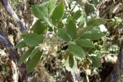 <strong>Rosaceae - Rubus apetalus - Poir.</strong><br />© Le Bourgeois Thomas / CIRAD