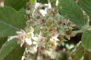 <strong>Rosaceae - Rubus apetalus - Poir.</strong><br />© Le Bourgeois Thomas / CIRAD