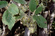 <strong>Rosaceae - Rubus apetalus - Poir.</strong><br />© Le Bourgeois Thomas / CIRAD