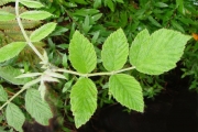 <strong>Rosaceae - Rubus apetalus - Poir.</strong><br />© Sarrailh Jean-Michel / CIRAD