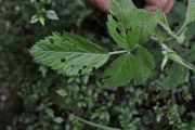 <strong>Rosaceae - Rubus apetalus - Poir.</strong><br />© Sarrailh Jean-Michel / CIRAD