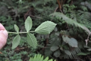 <strong>Rosaceae - Rubus apetalus - Poir.</strong><br />© Sarrailh Jean-Michel / CIRAD