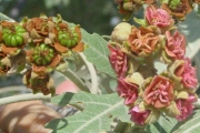 <strong>Malvaceae - Ruizia cordata - Cav.</strong><br />© Sarrailh Jean-Michel / CIRAD