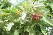 <strong>Malvaceae - Ruizia cordata - Cav.</strong><br />© Sarrailh Jean-Michel / CIRAD